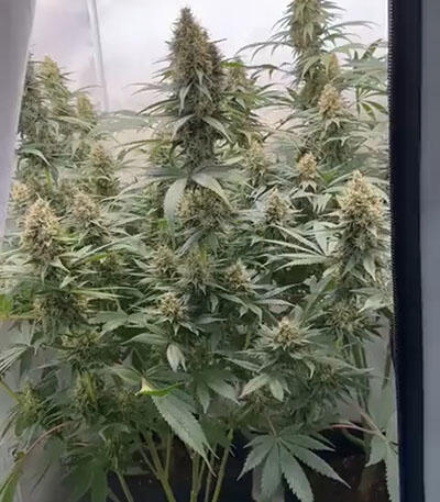 Семена сорта Blueberry Cheese fem (Barneys Farm)