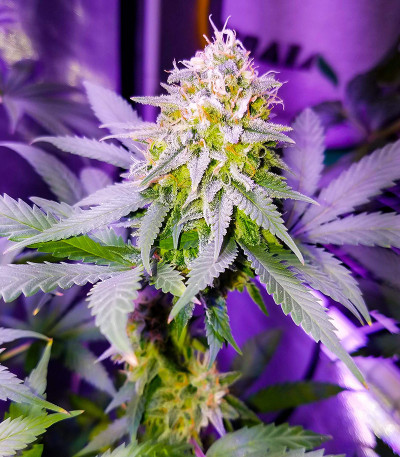 Семена сорта Ultimate Chemdog Fast Version fem (Семяныч)