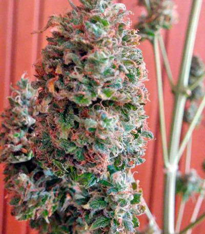 Семена сорта Bubble Gum reg (Serious Seeds)