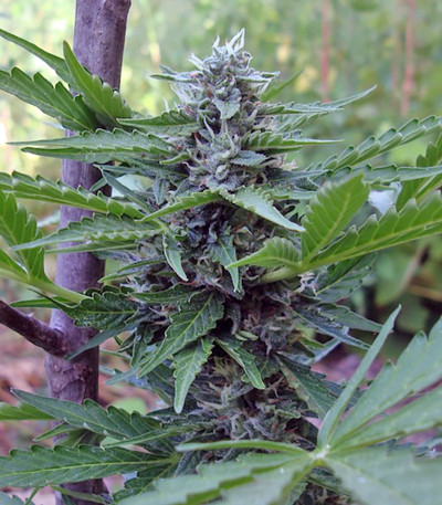 Семена сорта Buddha Deimos auto fem