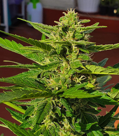 Семена сорта Zkittlez Auto fem (FastBuds)