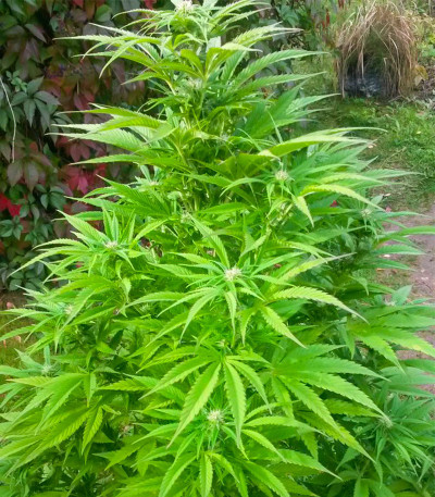 Семена сорта Bad Azz Kush fem