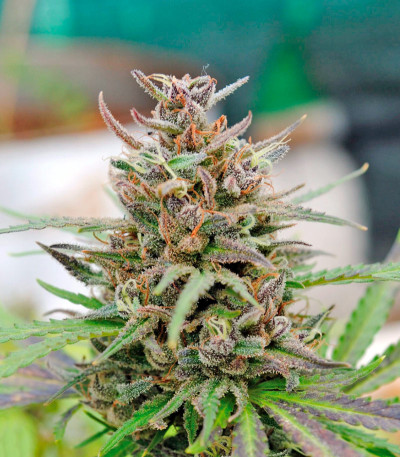 Семена сорта Baby Boom Auto fem