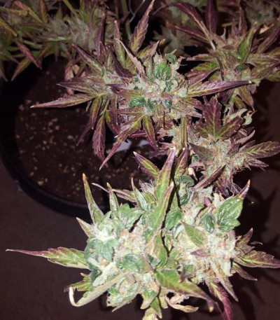 Семена сорта Blueberry Bliss Auto Fem (Vision Seeds)