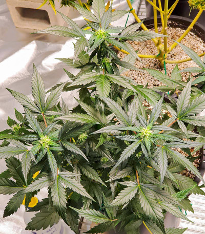 Семена сорта Chocodope fem (Victory Seeds)