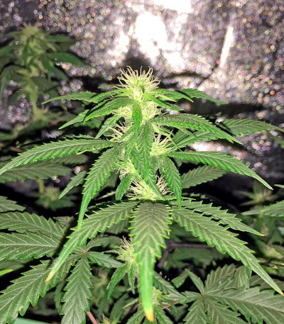 Семена сорта Sweet Deep Grapefruit fem