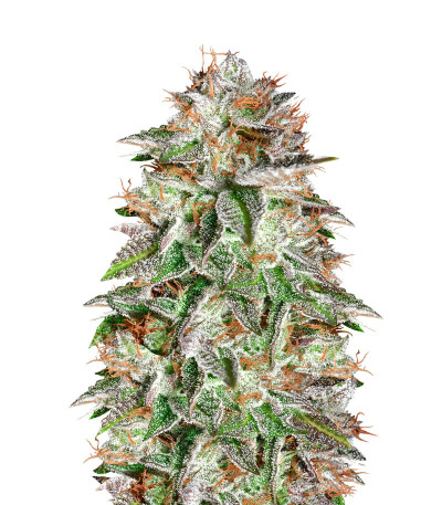 Bruce Banner 3 fem Anesia Seeds