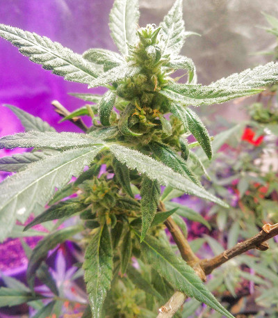 Семена сорта Auto Amnesia Haze fem (Victory Seeds)