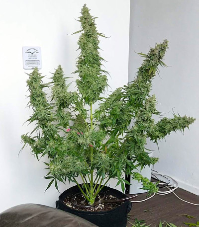 Семена сорта Auto Banana Blaze (Dutch Passion)