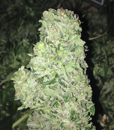 Семена сорта Blueberry Bliss Auto Fem (Vision Seeds)