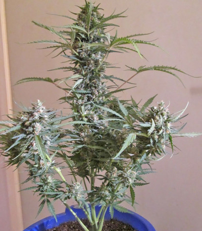 Семена сорта Grand Heft Auto fem (Dr. Krippling Seeds)