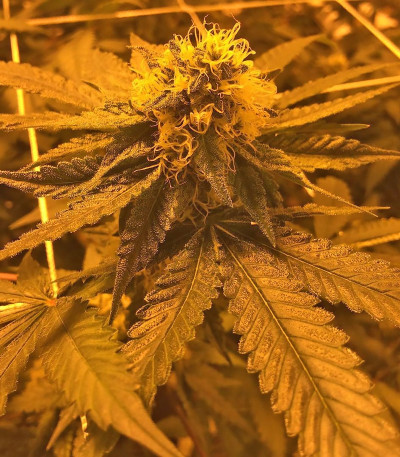 Семена сорта Raspberry Cough reg (Nirvana Seeds)