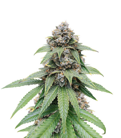 Семена сорта Triple G fem (Royal Queen Seeds)