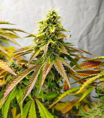 Семена сорта Watermelon OG fem (Advanced Seeds)