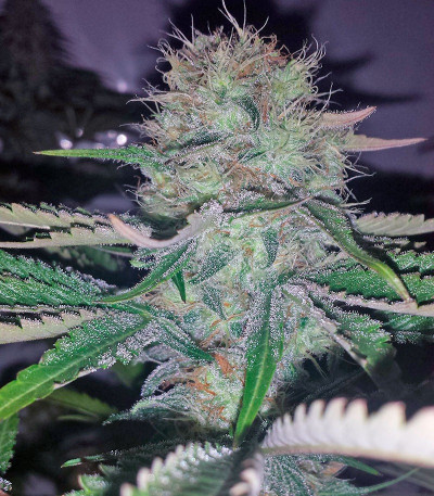 Семена сорта AMS fem