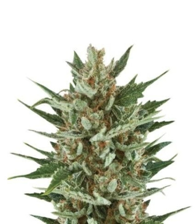 Семена сорта Speedy Chile (Fast Flowering) fem