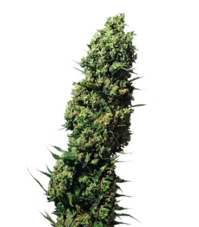 Семена The Ultimate шишки