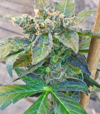 Семена сорта Bubble Gum fem (Serious Seeds)