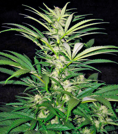 Семена сорта Critical Mass CBD fem