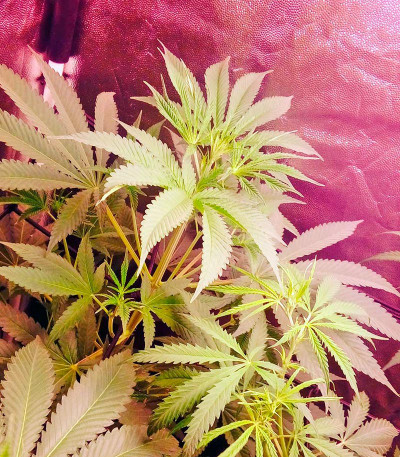 Семена сорта Karamelo (Kreamy Karamel) fem