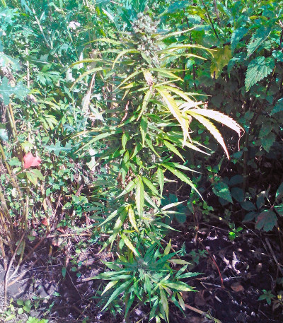 Семена сорта Tangelo Rapido Auto fem