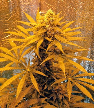 Семена сорта Top Dawg fem