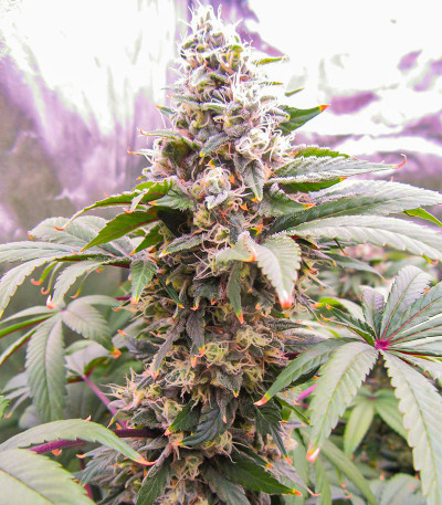 Семена сорта Lord Kush Early Version fem (Delicious Seeds)