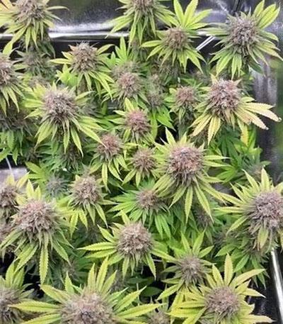 Семена сорта Amnesia Lemon fem (Barney's Farm)