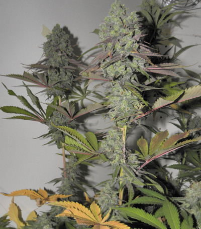 Семена сорта Canadian Kush 2.0 fem