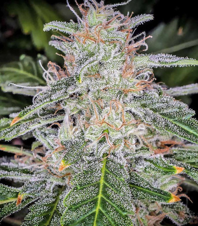 Семена сорта Blue Dream auto fem (FastBuds Seeds)