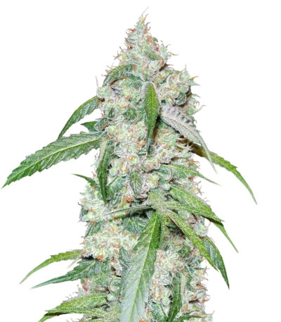 Семена сорта Euforia X fem (Семяныч)