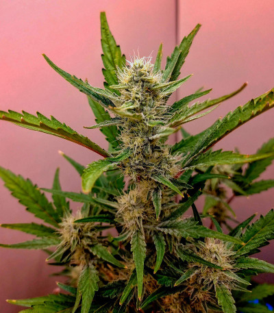 Семена сорта Orange Apricot Glue XL Auto fem (Sweet Seeds)