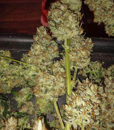 Семена сорта Quick One auto fem (Royal Queen Seeds)