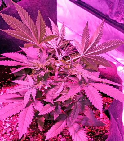 Семена сорта Swiss Cheese fem