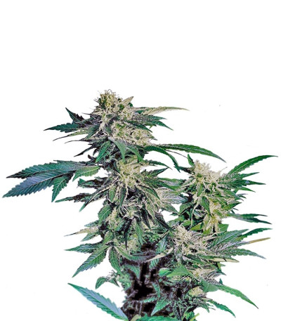 Семена сорта Skunk Kush fem (Sensi Seeds)