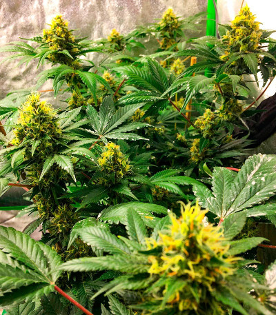 Семена конопли сорта AK-47