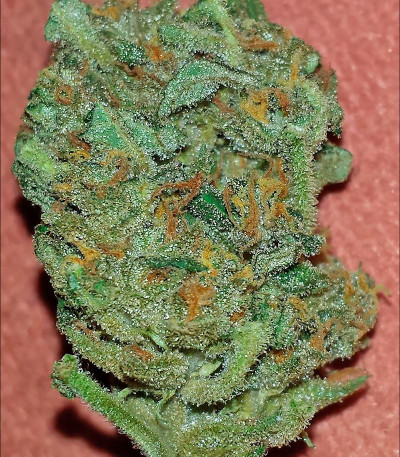 Семена сорта White Widow Auto Fem (Vision Seeds)