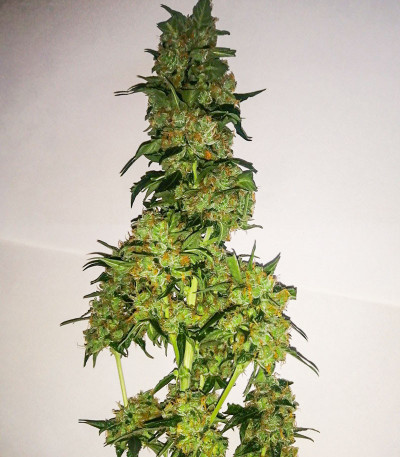 Семена сорта Auto Ak (Auto Ak 47) fem (Семяныч)