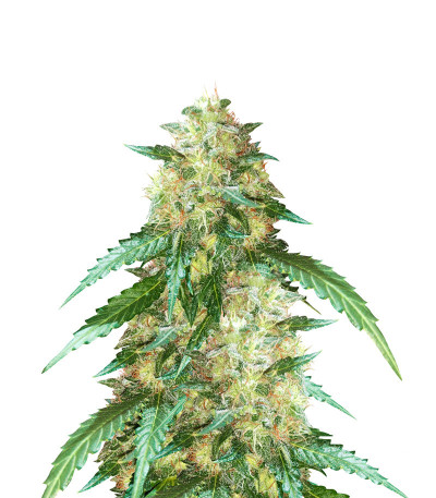 Семена сорта Auto New York City (Pyramid Seeds)