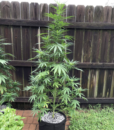 Семена сорта Auto Super Hash fem (Pyramid Seeds)