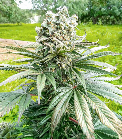 Семена сорта Gelato #33 Fast (Advanced Seeds)