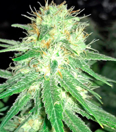 Семена сорта Original Amnesia fem (Dinafem Seeds)
