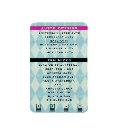 Семена сорта конопли Haze Auto