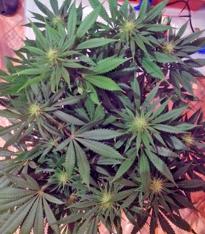 Семена сорта King’s Kush fem