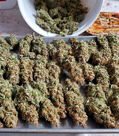 Семена сорта Gelato Auto fem (Herbies Seeds)