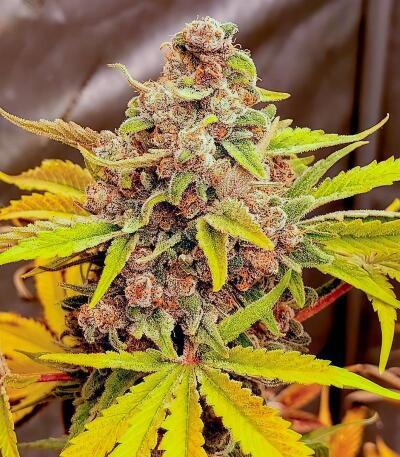 Семена сорта Insane OG