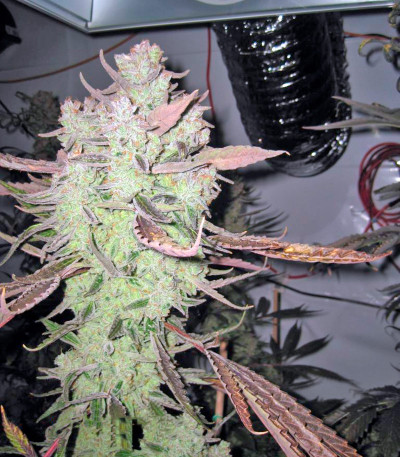 Семена сорта Lemon Thai Kush reg