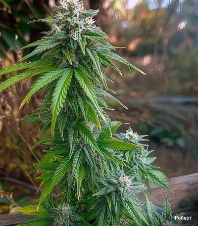 Семена сорта Big Bang Auto fem (Green House Seeds)