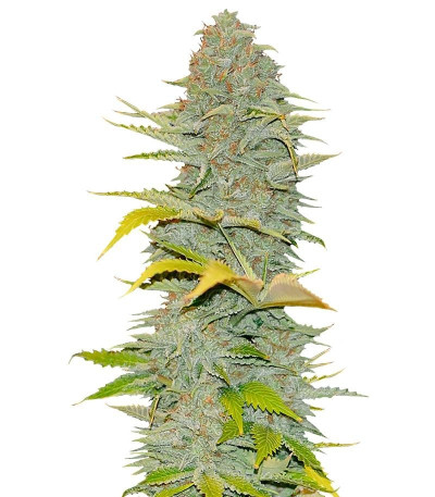 Семена сорта Furious Candy fem