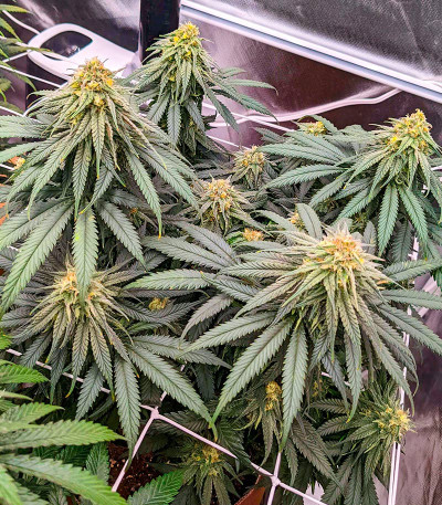 Семена сорта Dolly Kush fem (Dr. Krippling Seeds)